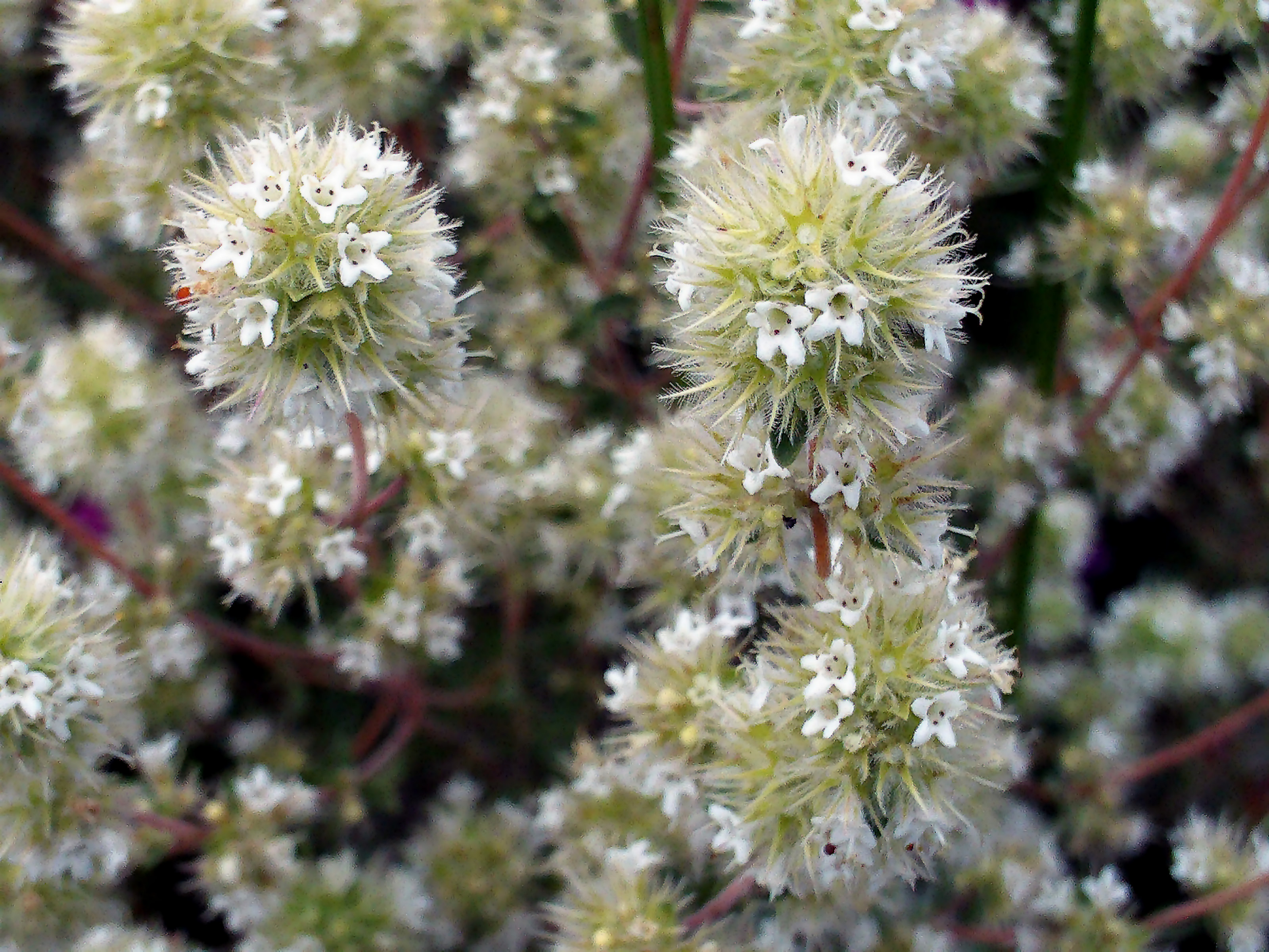 Origanum majorana